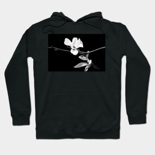 Magnolia Branch Black and White Photography Hoodie